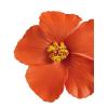 image:imageFloerns Womens Hawaiian Flower Hair Clip Artificial Hibiscus Summer Accessories Orange OneSizeOrange